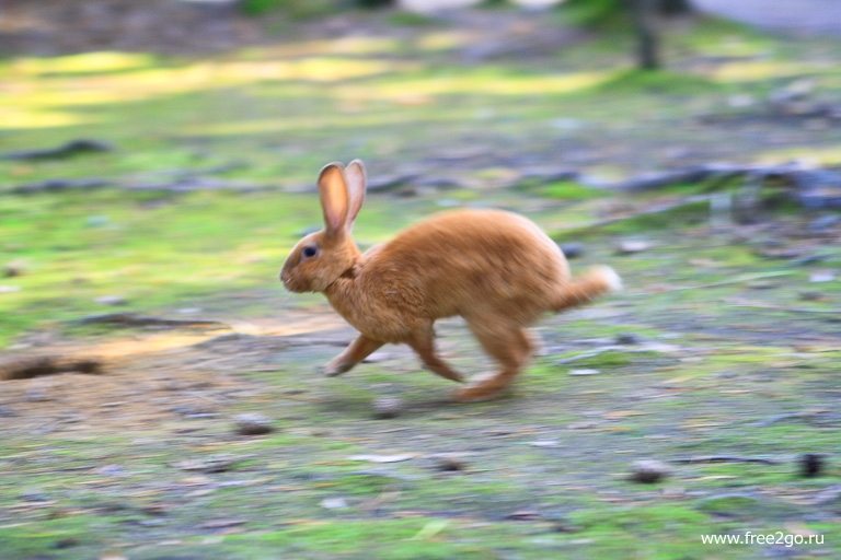 Кролики - Лес домашних животных, Йоутсено, Финляндия. фото