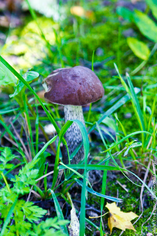 Белки, грибы и фонтаны - Петергоф. фото