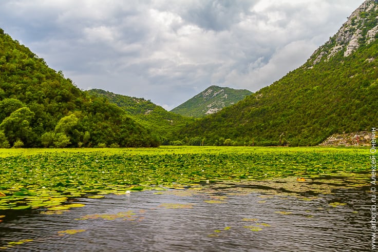 Скадарское озеро фото